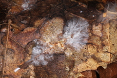 Psilocybe subtropicalis