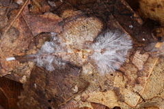 Psilocybe subtropicalis