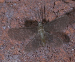 Nallachius americanus