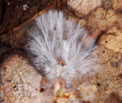 Psilocybe subtropicalis