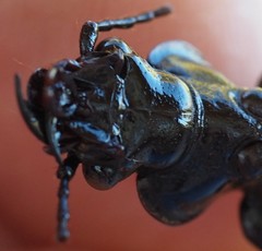 Gigadema bostocki