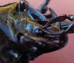 Gigadema bostocki
