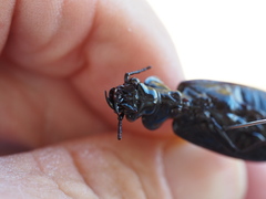 Gigadema bostocki