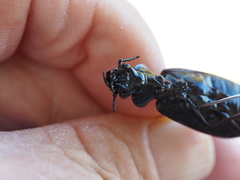 Gigadema bostocki