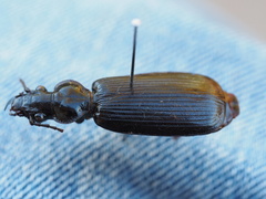 Gigadema bostocki