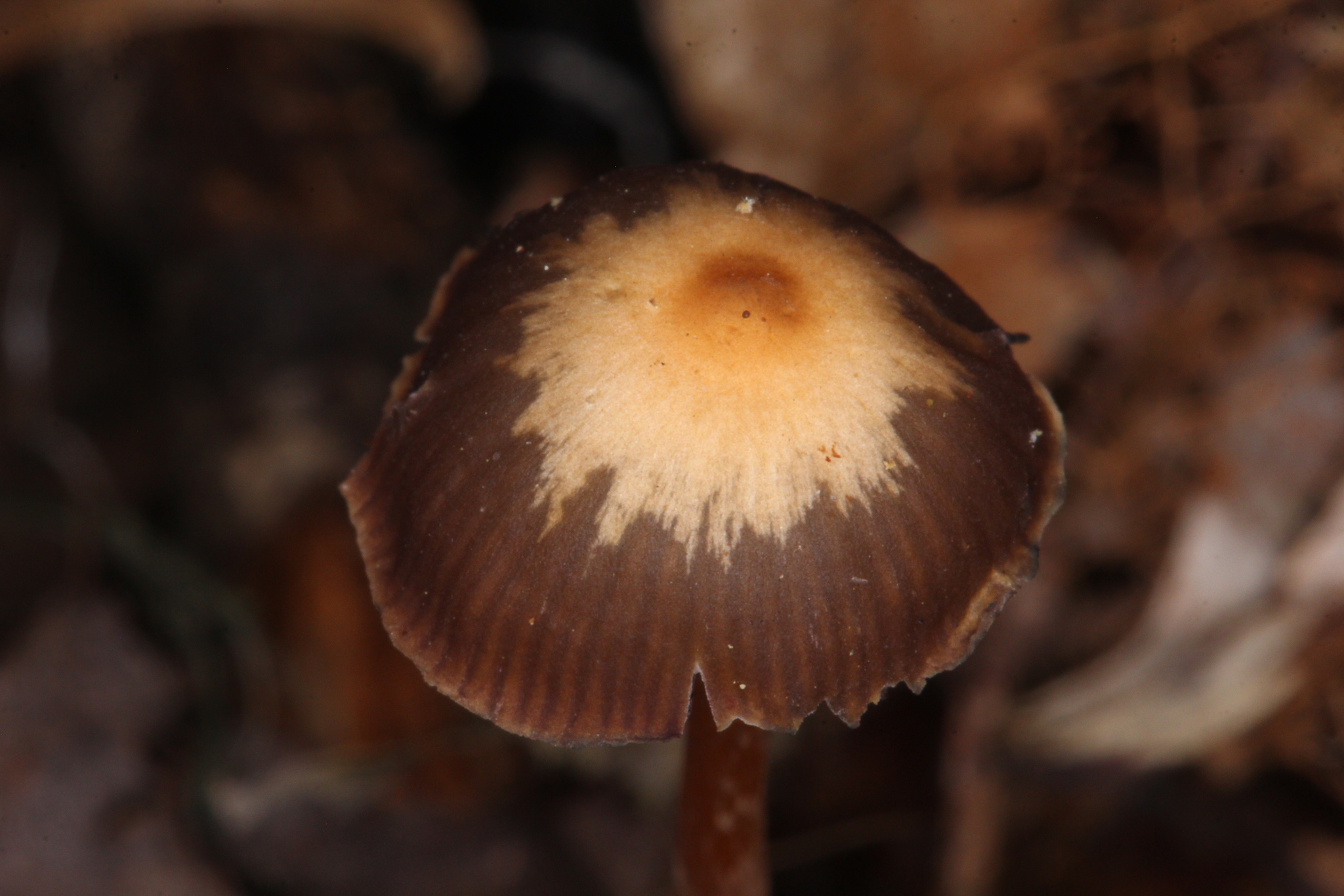 Psilocybe subtropicalis image
