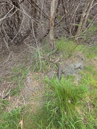 Tiger Snake sighting