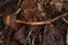 Psilocybe subtropicalis