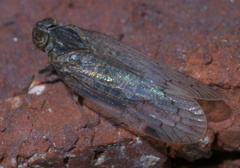 Melanoliarus aridus