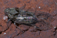 Melanoliarus aridus