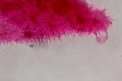 Psilocybe subtropicalis