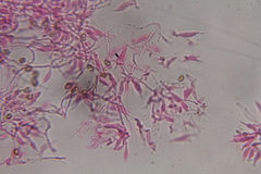 Psilocybe subtropicalis