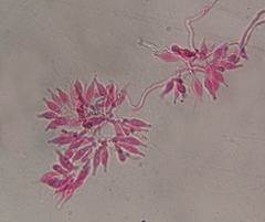 Psilocybe subtropicalis