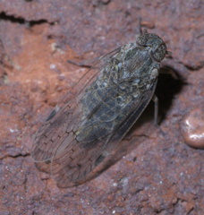 Melanoliarus aridus