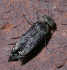 Yakuhananomia bidentata