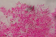 Psilocybe subtropicalis