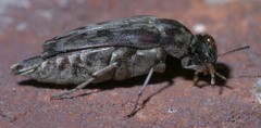 Yakuhananomia bidentata