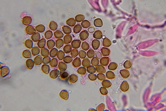 Psilocybe subtropicalis