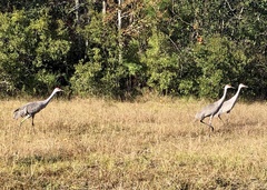 Antigone canadensis pulla