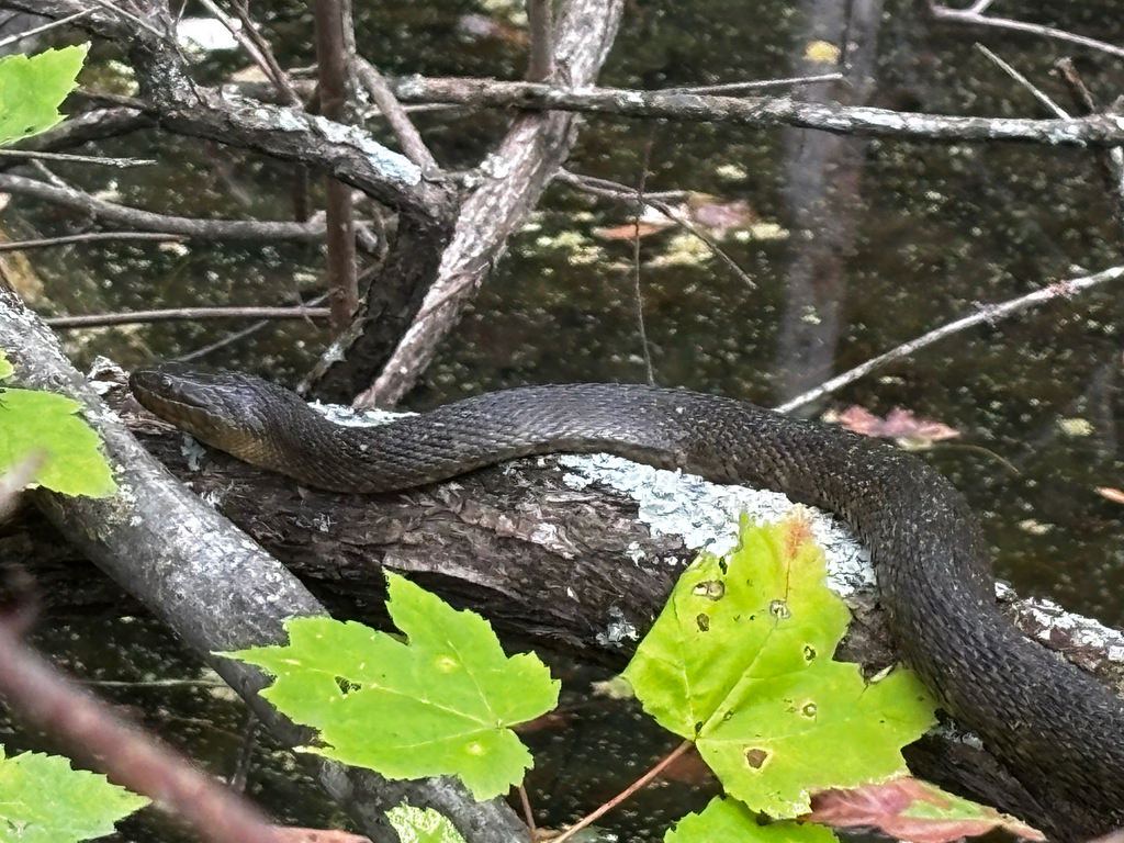 Mississippi Green Water Snake