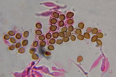 Psilocybe subtropicalis