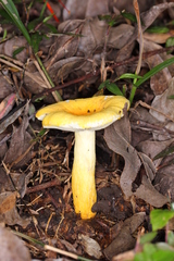 Russula flavida