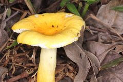 Russula flavida