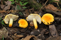 Russula flavida