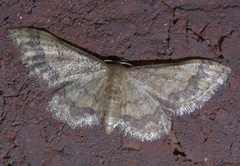 Idaea celtima
