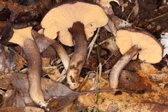 Cantharellus atrolilacinus