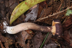 Cantharellus atrolilacinus