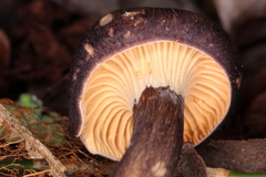 Cantharellus atrolilacinus