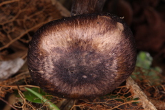 Cantharellus atrolilacinus
