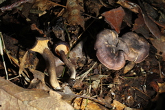 Cantharellus atrolilacinus