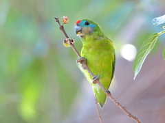 Cyclopsitta diophthalma