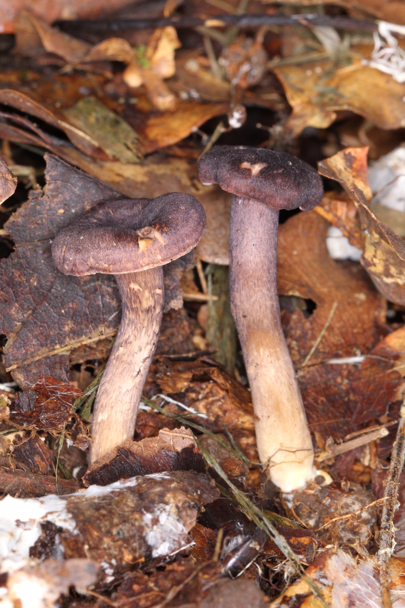 Cantharellus atrolilacinus image