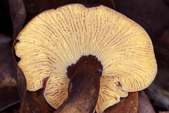 Cantharellus atrolilacinus