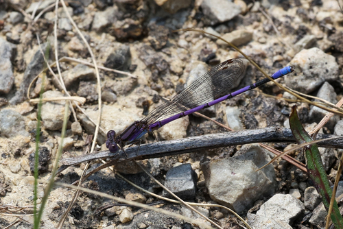 Photo of Variable Dancer (Argia fumipennis)