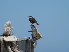 Cinclodes nigrofumosus