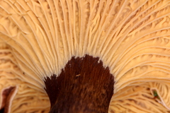 Cantharellus atrolilacinus