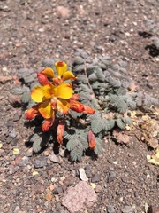 Hoffmannseggia doellii