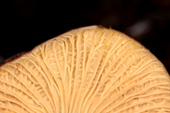 Cantharellus atrolilacinus