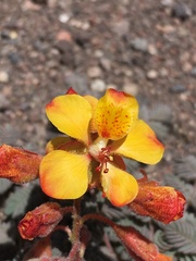 Hoffmannseggia doellii