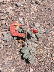 Hoffmannseggia doellii