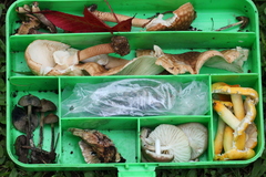 Cantharellus atrolilacinus