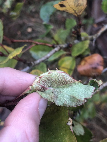 Unknown species found near Capital, British Columbia, Canada