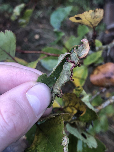 Unknown species found near Capital, British Columbia, Canada