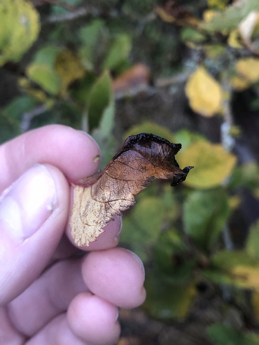 Unknown species found near Capital, British Columbia, Canada