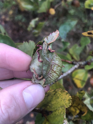 Unknown species found near Capital, British Columbia, Canada