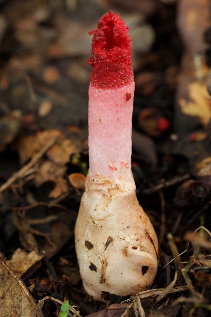 Mutinus argentinus